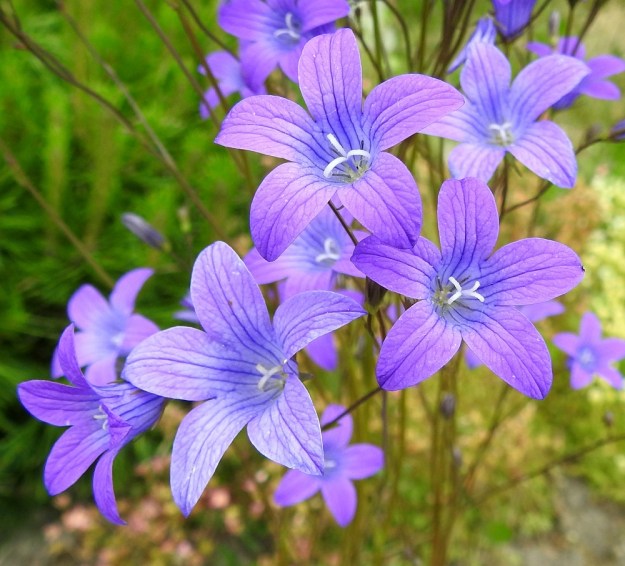 Campanula patula - harakankellon teriö on yleisimmin sinipunainen ja suoniltaan perusväriä tummempi. Täyden kukinnan vaiheessa teriönliuskat ovat sivulle kaartuvat, jolloin teriö on kärjestään tavallisesti noin 25-35 mm leveä. EH, Hämeenlinna, Loimalahti, Hirsimäki, Näsiäntien omakotialue, tienlaitaruohikko, 10.6.2018. Copyright Hannu Kämäräinen.