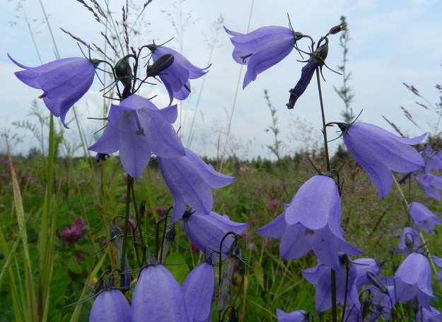 Campanula rotundifolia subsp. rotundifolia - kissankellon subsp. niittykissankellon kukat ovat siirottavat tai nuokkuvat. Teriö on yleensä vaaleansininen tai harvoin valkoinen. EH, Hämeenlinna, Majalahti , Louhoksentien varren maanläjitysalue, vanhan täyttöalueen tasattu ja niittymäinen lakialue, 8.7.2012. Copyright Hannu Kämäräinen.