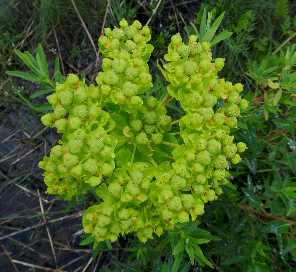 Euphorbia palustris - rantatyräkin varsipäätteisessä sarjassa on viidestä kahteenkymmeneen haaraa. Kukin haara jakautuu kärkiosastaan yleensä vielä kolmeen haaraan ja ne edelleen kahteen haaraan. Kaikki haarat ovat tukilehdelliset. Pääsarjan tukilehdet ovat yleensä soikeat tai leveänsoikeat, vihreät ja selvästi haarojaan lyhyemmät. Kerrannaishaarojen tukilehdet ovat useimmiten leveänsoikeat, leveän vastapuikeat tai pitkänpyöreät ja kellanvihreät tai lähes keltaiset. 19.6.2012. Copyright Hannu Kämäräinen.