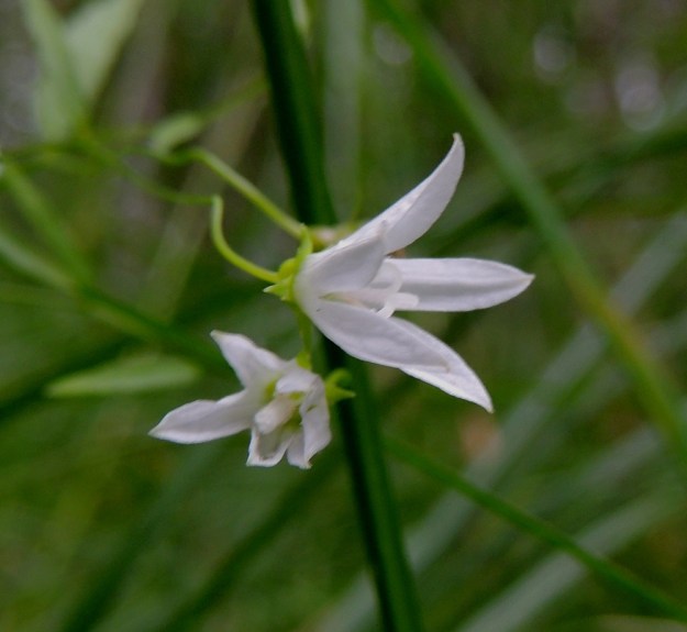 Campanula aparinoides - sammakonkellon kukassa on viisi hedettä. Ne ovat noin 2-4 mm pitkät ja rihmamaiset. Ponsi on kellertävä tai kellanvalkoinen. Kuvassa heteet hieman näkyvät teriönliuskojen raosta. 24.7.2013. Copyright Hannu Kämäräinen.