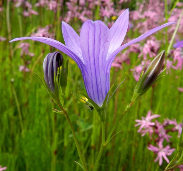 Campanula patula - harakankellon teriö on kapeatyvisen kellomainen ja liuskat suorana tavallisesti noin 20-30 mm pitkä. Sikiäimen sisältävä kukkapohjus on noin 3-5 mm pitkä. Verhiö on lähes tyveen saakka viisiliuskainen. Liuskat ovat kapean kolmiomaiset, pitkäsuippuisen teräväkärkiset ja yleensä noin 5-10 mm pitkät sekä tyveltään noin 1-1,5 mm leveät. Kukinnon uloimmissa haaroissa on useimmiten yhdestä kolmeen kukkaa. Kukintohaarat ja kukat ovat tukilehtien hangoissa. Tukilehdet ovat kapeansuikeat tai lähes tasasoukat ja yleensä noin 3-10 mm pitkät. Myös kukkaperissä on muutamia esilehteä, jotka ovat tukilehtien kaltaisia mutta usein niitä pienempiä. EH, Hämeenlinna, Pullerinmäki, Tiiriö, Pitkätanhuankadun laitaojan piennar, 16.6.2012. Copyright Hannu Kämäräinen.