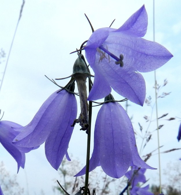 Campanula rotundifolia subsp. rotundifolia - kissankellon subsp. niittykissankellon teriö on pyöreätyvisen kellomainen ja säteittäisesti viisiliuskainen. Kehänalaisen sikiäimen sisältävä kukkapohjus on vastakartiomainen, selväsuoninen ja noin 2-3 mm pitkä. Kuten kuvasta näkyy, se alkaa heti kukinnan jälkeen laajeta. Verhiö on lähes tyveen saakka säteittäisesti 5-liuskainen. Liuskat ovat hyvin kapean kolmiomaiset, pitkäsuippuisen teräväkärkiset tai äimämäiset ja siirottavat tai taakäänteiset. Ne ovat noin 5-6 mm pitkät. EH, Hämeenlinna, Majalahti , Louhoksentien varren maanläjitysalue, vanhan täyttöalueen tasattu ja niittymäinen lakialue, 8.7.2012. Copyright Hannu Kämäräinen.
