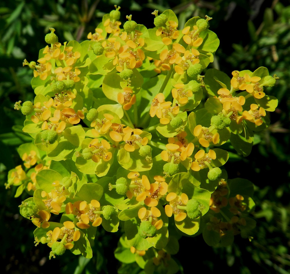 Euphorbia palustris - rantatyräkin uloimmat osakukinnot muodostavat tyräkeille tyypillisen valekukan, jonka perusrakenteesta on ainakin ensivilkaisulla vaikea ottaa selkoa. 20.6.2012. Copyright Hannu Kämäräinen.