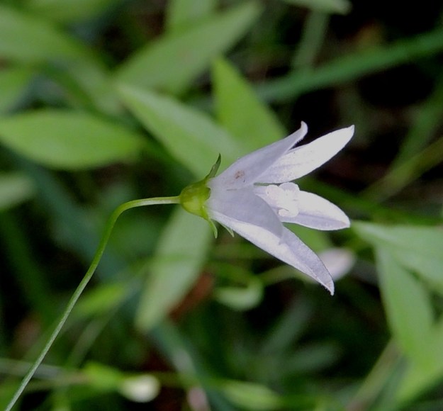 Campanula aparinoides - sammakonkellon yksivartaloinen emi on kolmiluottinen. Vartalo ja luotit ovat valkoiset. Niiden yhteispituus on noin 4-7 mm yltäen enintään teriön kärkeen tai hieman sen alapuolelle. Alaspäin kaartuvat luotit ovat suorina noin 1-1,5 mm pitkät. 24.7.2013. Copyright Hannu Kämäräinen.