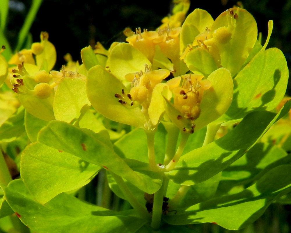Euphorbia palustris - rantatyräkin uloimmissa osakukinnoissa alimpana on maljamainen, keltainen suojus, joka on läpimitaltaan noin 3-5 mm. Sen sisällä on joukko hedekukkia ja niiden keskellä yksi emikukka, joista kaikista puuttuvat teriö ja verhiö. Emikukka on perällinen ja perän kärjessä on pallomainen sikiäin, joka on aluksi keltainen. Sikiäimen kärjessä oleva emin vartalo on kolmiluottinen ja kukin luotti on kaksihaarainen. Emi luotteineen on noin 1,5-2 mm pitkä. 20.6.2012. Copyright Hannu Kämäräinen.