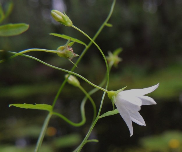 Campanula aparinoides - sammakonkellon sikiäimen sisältävä kukkapohjus on lähes puolipyöreä tai pyöristyneen vastakartiomainen, selväsuoninen ja noin 1,5-2 mm pitkä. Verhiö on lähes tyveen saakka viisiliuskainen. Liuskat ovat kolmiomaiset tai puikean kolmiomaiset ja tavallisesti noin 1,5-2 mm pitkät sekä tyveltään noin 1 mm leveät. Suomessa kodat jäävät kehittymättä johtuen ehkä siitä, että koko kasvustoalue on samasta yksilöstä levittäytynyttä kloonia. 24.7.2013. Copyright Hannu Kämäräinen.