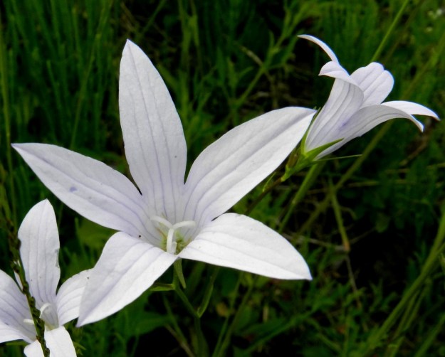 Campanula patula - harakankellon teriön kärkiliuskojen siirottaessa sivulle se on pituuttaan leveämpi. Emi luotteineen jää selvästi teriötä lyhyemmäksi. EH, Hämeenlinna, Pullerinmäki, Tiiriö, Pitkätanhuankadun laitaojan piennar, 16.6.2012. Copyright Hannu Kämäräinen.