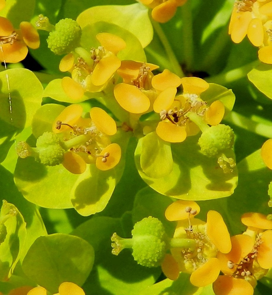 Euphorbia palustris - rantatyräkin maljamaisen suojuksen laidoilla on yleensä neljä soikean pyöreämuotoista, sarvetonta ja keltaista mesiäislevyä, jotka ovat noin 1,5-3 mm pitkät. Täydessä mitassaan noin 3-4 mm pitkiä, yksiheteisiä hedekukkia on suojuksen pohjalla yli kymmenen. Ponnenpuoliskot ovat pyöreähköt ja sivulle siirottavat. Emikukan perä on kukintavaiheessa noin 2-3 mm pitkä ja yleensä sivulle taipunut. Sikiäin on pian vihertyvä ja pinnaltaan nystermäinen sekä kukintavaiheessa läpimitaltaan noin 2-3 mm. 20.6.2012. Copyright Hannu Kämäräinen.