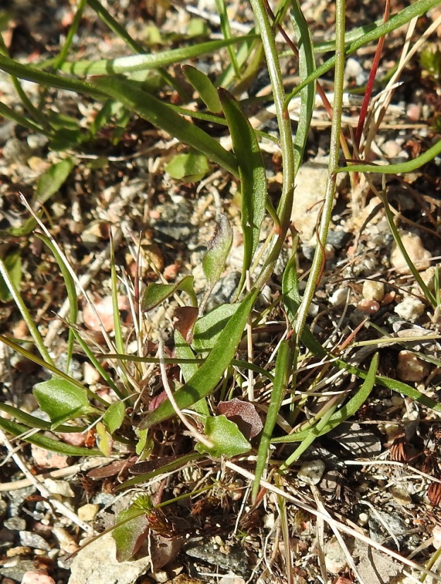 Campanula rotundifolia subsp. groenlandica - tunturikissankellon varsilehdistä valtaosa on varren alaosassa ja alemmat ovat ylempiä leveämmät. Niiden muoto vaihtelee suikeasta tai kapean vastapuikeasta lähes tasasoukkaan. Laita on melkein tai aivan ehyt. Alimpien varsilehtien ruoti on enimmillään noin 20 mm ja lyhenee vartta ylöspäin asteittain, kunnes lehdistä tulee kokonaan ruodittomia. Varsilehtien lapa on yleensä noin 10-40 mm pitkä ja leveimmältä kohtaa noin 0,5-5 mm leveä. EnL, Enontekiö, Kilpisjärvi, Saanan lounaispuolinen alarinne lähellä retkeilykeskusta, 495 m mpy, 10.7.2018. Copyright Hannu Kämäräinen.