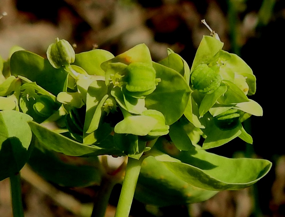 Euphorbia peplus - kolmisädetyräkin hedelmä on kolmilohkoinen kota, joka on lähes pallomainen ja vihreä sekä tavallisesti noin 2 mm pitkä ja noin 2 mm leveä. Lohkojen laidat ovat kapeasti siipipalteiset. Kotaperä on noin 2-3 mm pitkä. 21.7.2022. Copyright Hannu Kämäräinen.