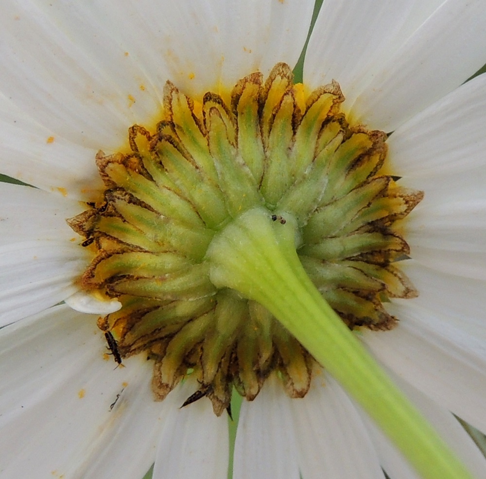 Tripleurospermum inodorum - peltosaunion kehtosuomut ovat eripituiset, lähinnä kapean kolmiomaiset tai kielimäiset ja vihreät tai kellanvihreät. Uloimmat suomut ovat hyvin kapeasti ja sisemmät kärjestään leveämmin vaaleanruskean tai lähes valkoisen kalvolaitaiset. Kehtosuomut ovat tavallisesti noin 4-6 mm pitkät ja tyven leveimmältä kohtaa noin 1-1,5 mm leveät. EH, Hämeenlinna, Vuorentaka, laaja peltoaukea Hämeen Härkätien varressa, lähellä Perä-Tertin tien risteystä, 26.6.2013. Copyright Hannu Kämäräinen.