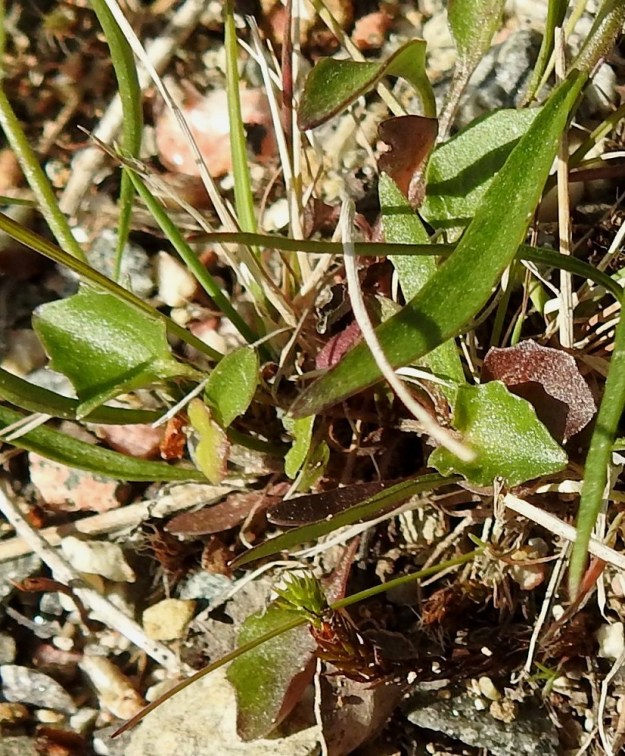 Campanula rotundifolia subsp. groenlandica - tunturikissankellon vesa- ja tyvilehdet ovat ruodilliset ja munuaismaiset, pyöreähköt tai herttamaisen puikeat. Niiden reuna vaihtelee lähes ehyestä nyhälaitaiseen ja isohampaiseen. Tyvilehdet ovat kukintavaiheessa usein jo lakastuneet. EnL, Enontekiö, Kilpisjärvi, Saanan lounaispuolinen alarinne lähellä retkeilykeskusta, 495 m mpy, 10.7.2018. Copyright Hannu Kämäräinen.