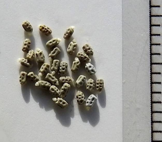 Euphorbia peplus - kolmisädetyräkin siemenet ovat lähinnä pitkulaiset, harmaat tai ruskehtavat ja pinnaltaan uurteiset sekä kuoppaiset. Siemenen tyvessä on vaalea rasvalisäke, elaiosomi, joka saanee maamuurahaiset kuljettelemaan siemeniä vähän kauemmaksikin. Ilman rasvalisäkettä siemen on noin 1,1-1,4 mm pitkä. 21.7.2022. Copyright Hannu Kämäräinen.