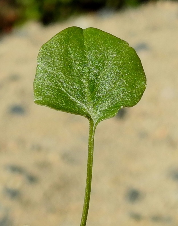 Campanula rotundifolia subsp. groenlandica - tunturikissankellon vesa- ja tyvilehdet ovat pienet. Niiden lapa on tavallisesti vain noin 5-10 mm pitkä ja leveimmältä kohtaa suunnilleen pituutensa levyinen. Ruoti on yleensä noin 10-20 mm pitkä ja hento. EnL, Enontekiö, Luspa, Järämävuopio, Järämän sodanaikaisten, saksalaisten asemien lähialue, 355 m mpy, 11.7.2018. Copyright Hannu Kämäräinen.