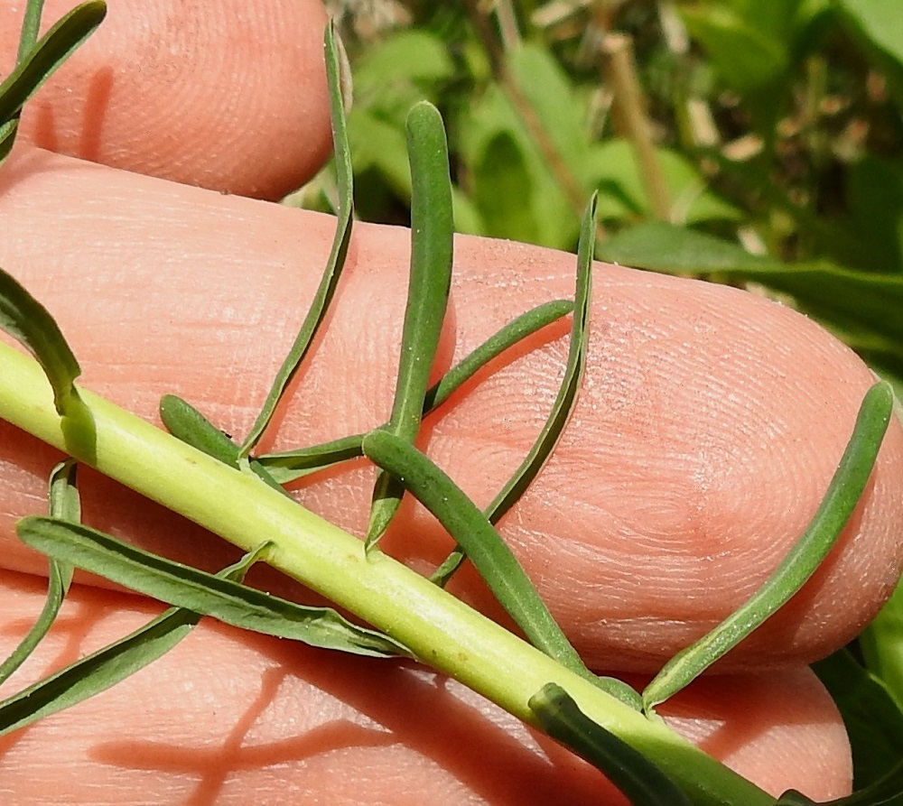 Euphorbia cyparissias - tarhatyräkin varsilehdet ovat tasasoukat, pyöreäpäiset, ehytlaitaiset ja laidoiltaan usein alaspäin kaartuvat. Ne ovat kaljut ja vaaleanvihreät sekä tavallisesti noin 10-40 mm pitkät ja leveimmältä kohtaa noin 1-3 mm leveät. U, Helsinki, Kaarela, Håkansberg, aikoinaan linnoitettu kalliomäki, Runonlaulajantieltä nouseva kalliorinne, 19.5.2019. Copyright Hannu Kämäräinen.
