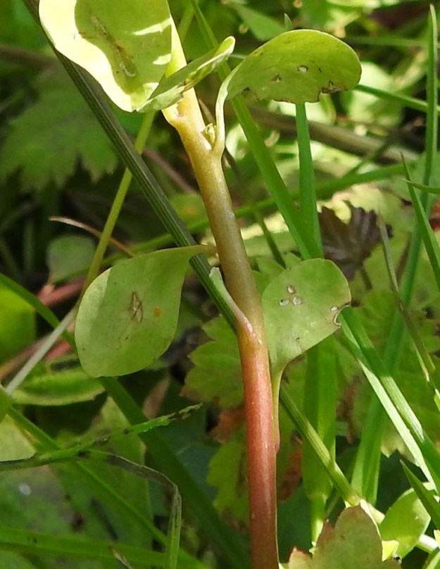 Euphorbia peplus - kolmisädetyräkin varsi on liereä ja vihreä, vaaleanvihreä tai ainakin osittain punaruskea. Varsilehtien ruoti on yleensä noin 3-8 mm pitkä. 21.7.2022. Copyright Hannu Kämäräinen.