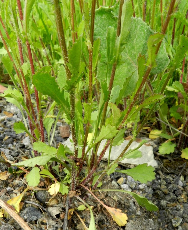 Leucanthemum vulgare - päivänkakkaran varret ovat karvaiset tai kaljut ja matalasärmäiset sekä vihreät tai ainakin osittain punaruskeat. Aluslehdet ja alimmat varsilehdet ovat pitkäruotiset. Ruoti on yleensä noin 2-6 cm pitkä. EH, Hämeenlinna, Pullerinmäki, Tiiriö, Pitkätanhuankadun laitaojan piennar, 16.6.2012. Copyright Hannu Kämäräinen.