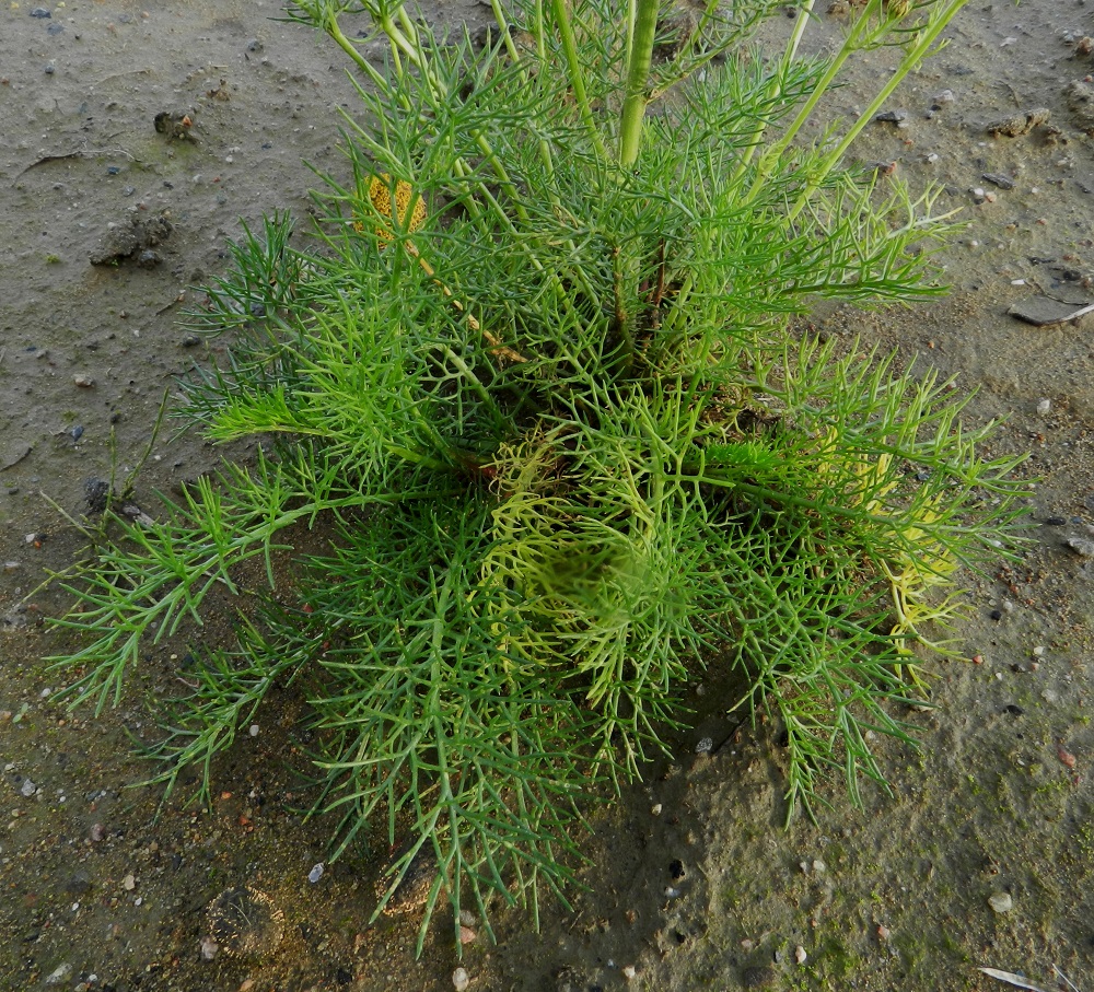 Tripleurospermum inodorum - peltosaunion aluslehdet ja alimmat varsilehdet ovat ruodilliset. Ruoti on yleensä noin 2-5 cm pitkä ja reunoiltaan harvakseen pitkähampainen. Aluslehtien lapa on ulkokehältään soikeahko ja kahdesta kolmeen kertaan kapealiuskainen. Se on tavallisesti noin 3-8 cm pitkä ja leveimmältä kohtaa noin 1,5-3,5 cm leveä. EH, Hämeenlinna, Majalahti, Louhoksentien varren maanläjitysalue, 18.9.2011. Copyright Hannu Kämäräinen.