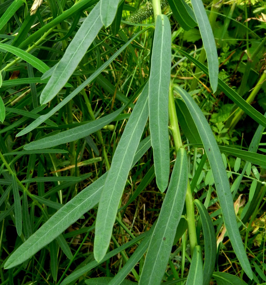 Euphorbia esula subsp. saratoi - idänkenttätyräkin varsilehdet ovat tasasoukat tai tasasoukan suikeat ja kärjestään suipot sekä lyhytotaiset. Ne ovat ehytlaitaiset ja vihreät tai sinertävän vihreät. Keskisuoni ja usein myös laidat ovat muuta lehteä vaaleammat. Pituutta niillä on tavallisesti noin 3-9 cm ja leveyttä leveimmältä kohtaa noin 0,3-1,0 cm. Ne ovat 6-15 kertaa leveytensä pituiset. EH, Hämeenlinna, Vuorentaka, Lakee, Hirsimäenkadun laita Myllyojan itäpuolella, 5.7.2011. Copyright Hannu Kämäräinen.
