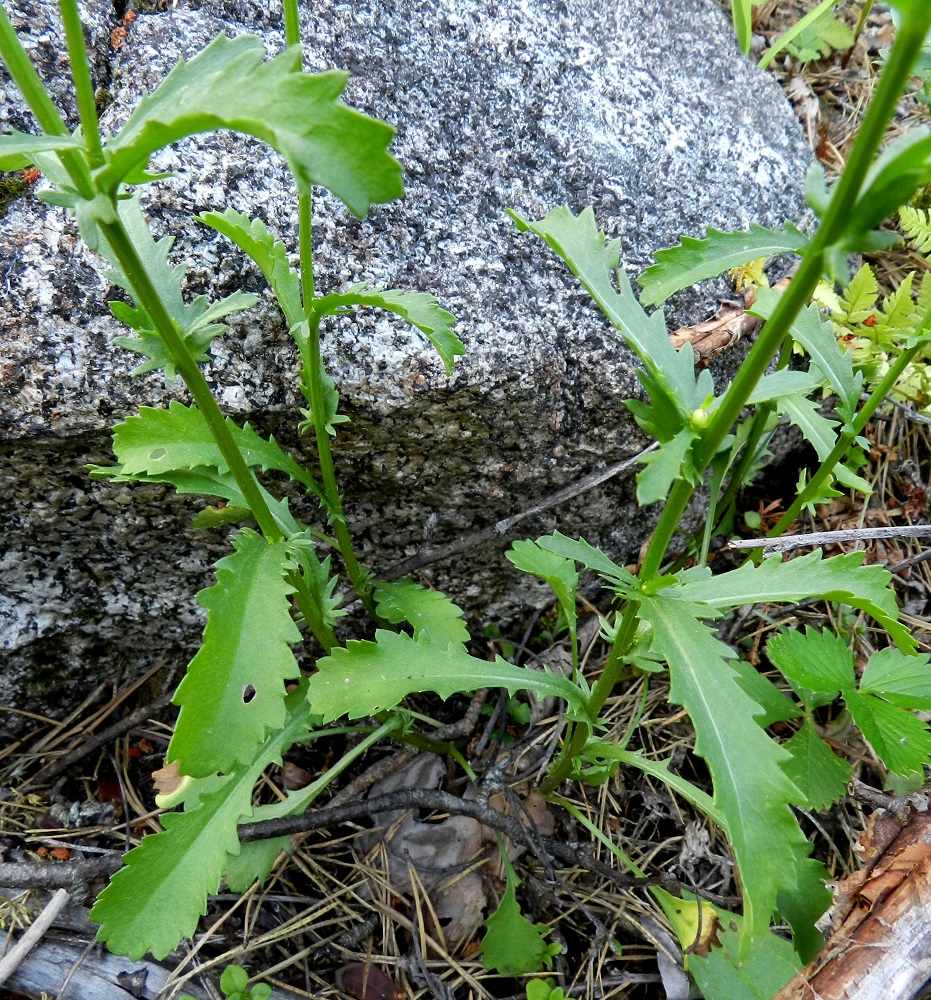 Leucanthemum vulgare - ahopäivänkakkaran varsilehdet ovat kierteisesti. Ylemmät lehdet ovat ruodittomat ja niiden lapa on lähinnä suikea, kapeanpuikea tai kapean vastapuikea ja hammaslaitainen. Hampaitten koko ja muoto vaihtelevat ja ne ovat erityisesti ruodittoman lavan tyviosassa usein liuskamaiset. Lapa on ylimpiä lehtiä lukuun ottamatta yleensä noin 2-9 cm pitkä ja leveimmältä kohtaa noin 0,5-2 cm leveä. EH, Hämeenlinna, Pullerinmäki, Viisari, Kahtoilammen itäpuoli, Tiiriönmäki, 2.7.2011. Copyright Hannu Kämäräinen.