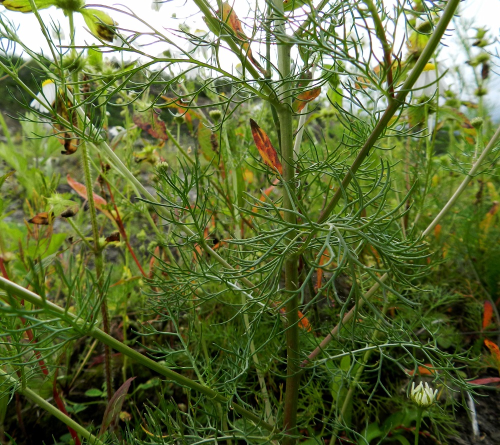 Tripleurospermum inodorum - peltosaunion ylempien lehtien lapa on ruoditon, ulkokehältään soikeahko tai pitkänpyöreä ja kaksi tai kolme kertaa kapealiuskainen. Se on yleensä noin 2-8 cm pitkä ja leveimmältä kohtaa noin 1,5-5 cm leveä. Uloimmat liuskat ovat litteät tai liereät, tasasoukat, otakärkiset ja useimmiten noin 2-20 mm pitkät ja noin 0,2-0,5 mm leveät. EH, Hämeenlinna, Majalahti, Louhoksentien varren maanläjitysalue, 9.8.2011. Copyright Hannu Kämäräinen.