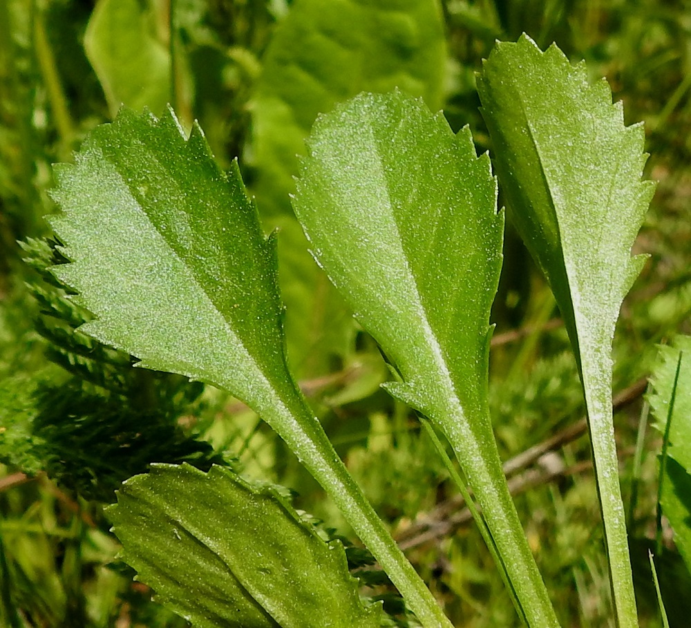Leucanthemum vulgare - ahopäivänkakkaran aluslehtien ja alimpien varsilehtien lapa on vastapuikea, pyöreäpäinen, kiilatyvinen ja hammaslaitainen sekä tavallisesti noin 1,5-4 cm pitkä ja leveimmältä kohtaa noin 1-2 cm leveä. Kaikki lehdet ovat molemmin puolin kaljut tai toisinaan vaihtelevasti karvaiset. EH, Hämeenlinna, Kantola, tapahtumapuiston laitakukkulan alarinne lähellä venesatamaa, 15.6.2020. Copyright Hannu Kämäräinen.