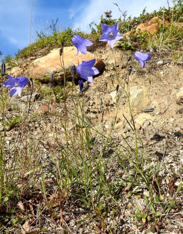 Campanula rotundifolia subsp. groenlandica - tunturikissankello on monivuotinen, pysty tai tyviosasta koheneva ja tavallisesti noin 10-30 cm korkea ruoho, joka kasvaa useimmiten yksittäin tai löyhinä, pienehköinä laikkukasvustoina. EnL, Enontekiö, Kilpisjärvi, Saanan lounaispuolinen alarinne lähellä retkeilykeskusta, 495 m mpy, 10.7.2018. Copyright Hannu Kämäräinen.