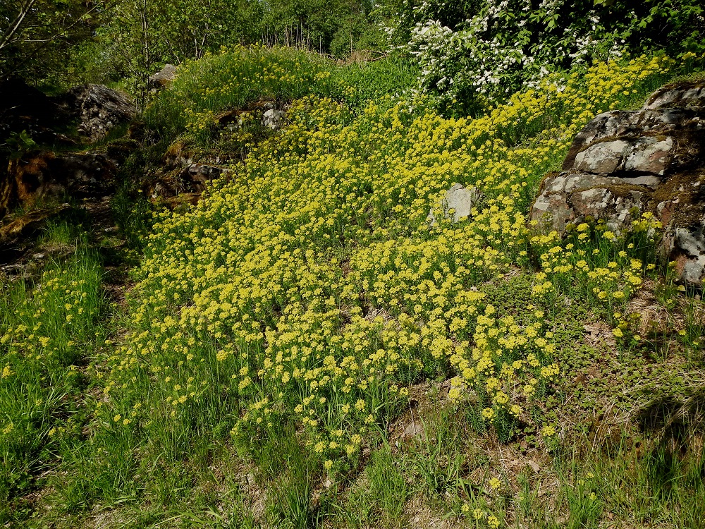 Euphorbia cyparissias - tarhatyräkki on Suomessa puutarhakasvi, joka on aikojen kuluessa levinnyt asutuksen lähiluontoon laajoiksikin kasvustoiksi. U, Helsinki, Kaarela, Håkansberg, aikoinaan linnoitettu kalliomäki, Runonlaulajantieltä nouseva kalliorinne, 19.5.2019. Copyright Hannu Kämäräinen.