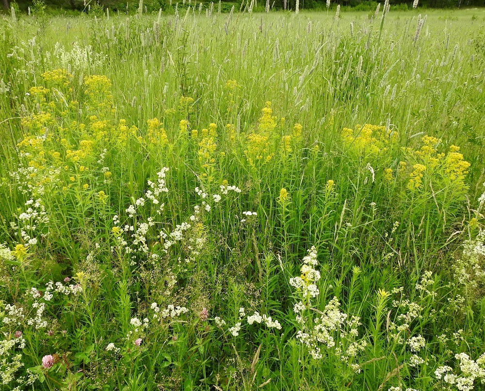 Euphorbia esula - kenttätyräkin juurakko on vahva, suikertava, monihaarainen ja maarönsyllinen sekä monivartisia ryhmiä muodostava. Laji on Suomessa vakiintunut uustulokas, jonka esiintymisalue yltää etelästä päin Kainuun, Oulun Pohjanmaan ja Perä-Pohjanmaan eliömaakuntien linjalle saakka. Sen kasvupaikkoina ovat lähinnä ahot, pellon- ja tienpientareet, vanhojen kasarmialueiden liepeet, ratapihat ja radanvarret sekä vanhat puutarhat ja joutomaat. EH, Hämeenlinna, Ahvenisto Ahvenistontien varren viljelemätön peltoalue keskussairaalan kohdalla, 29.6.2020. Copyright Hannu Kämäräinen.
