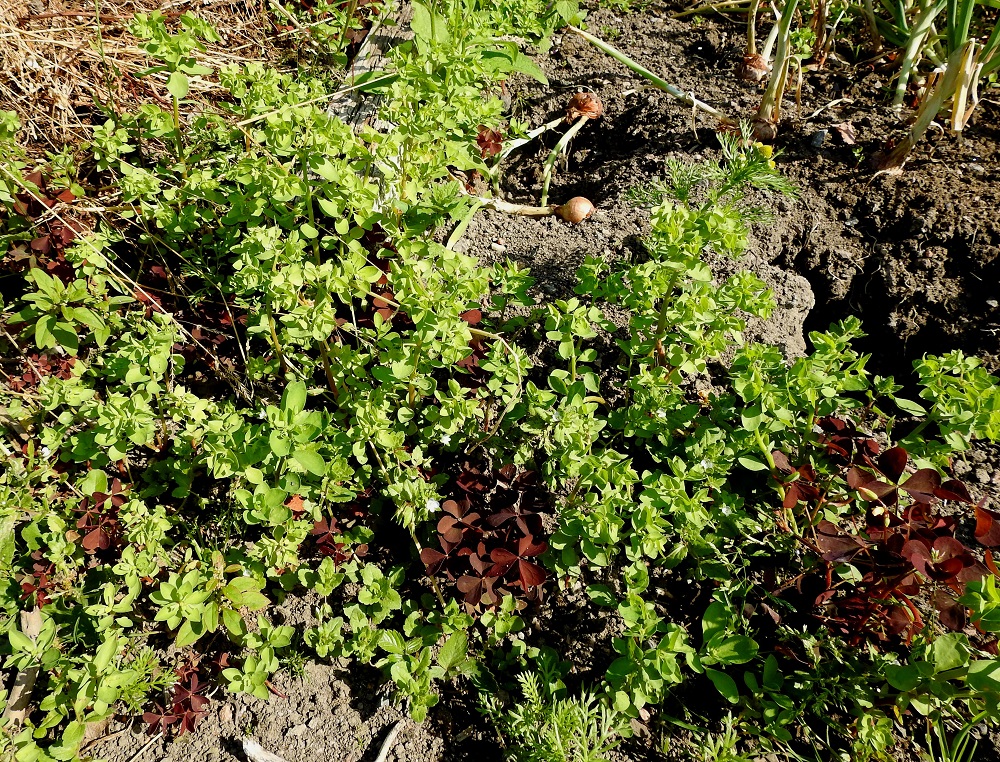 Euphorbia peplus - kolmisädetyräkki ei yksivuotisena lajina menesty sulkeutuneessa kasvupohjassa. Sen kasvupaikat ovatkin yleensä ihmisen ahkerasti muokkaamia ja ravinteikkaita. Runsaan siemensadon turvin kasvustot voivat parhaimmillaan olla tiheitäkin. Kuvassa seuralaisina mm. pihakäenkaali, Oxalis stricta 'Rufa' ja pihasaunio, Matricaria discoidea. U, Helsinki, Munkkiniemi, Pikku Huopalahti, Toimelan palstaviljelmäalue, jossa runsaana rikkana useammalla vierekkäisellä palstalla 21.7.2022. Koko kuvasarja on samalta kasvupaikalta. Copyright Hannu Kämäräinen.