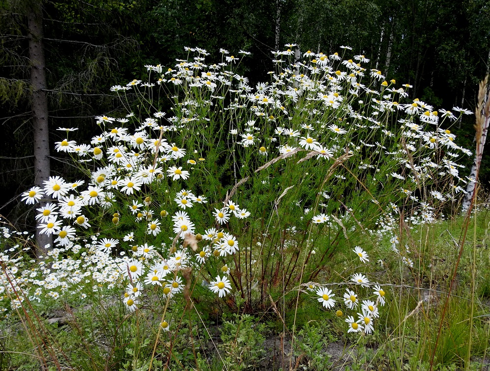 Tripleurospermum inodorum - peltosaunio on yksivuotinen tai ylitalvinen ruoho, joka on tavallisesti noin 20-80 cm korkea. Varret ovat yksittäin tai kuvan tavoin tiheinäkin kimppuina. Ne haarovat yleisimmin latvaosastaan. Tyvipuoli on toisinaan punaruskea. U, Järvenpää, Ristinummi, yritysalueen laidan maavalli, 15.7.2019. Copyright Hannu Kämäräinen.