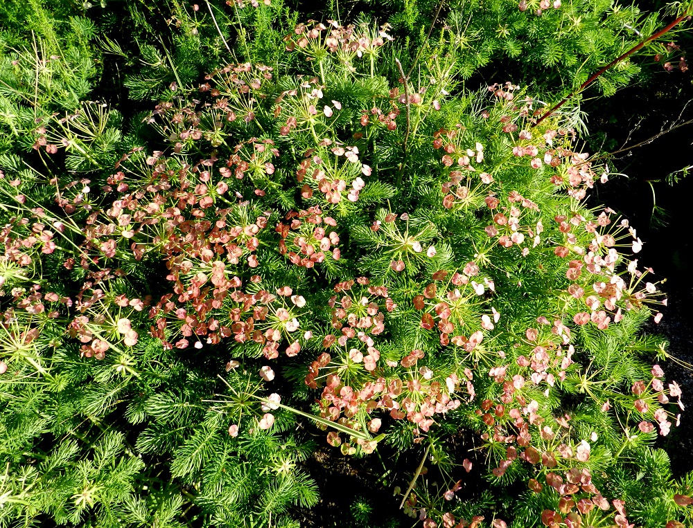Euphorbia cyparissias - tarhatyräkin voi joskus löytää myös hyvin luonnontilaisesta ympäristöstä, jolloin voi vain arvailla, miten laji on kasvupaikalleen päätynyt. Kuvausajankohtana merenrantahiekassa oleva tiheä kasvusto oli kooltaan noin 6 m x 7 m ja se on kasvanut samalla paikalla ainakin 1990-luvun alkupuolelta asti. Saaren linnoitusaikaiseen kylään on matkaa linnuntietä 1,5 km. V, Kemiönsaari, Hiittisten saaristo, Örö, saaren lounaisosan länsipuolinen merenranta, avoin hiekkaranta-alue, 13.7.2012. Copyright Hannu Kämäräinen.