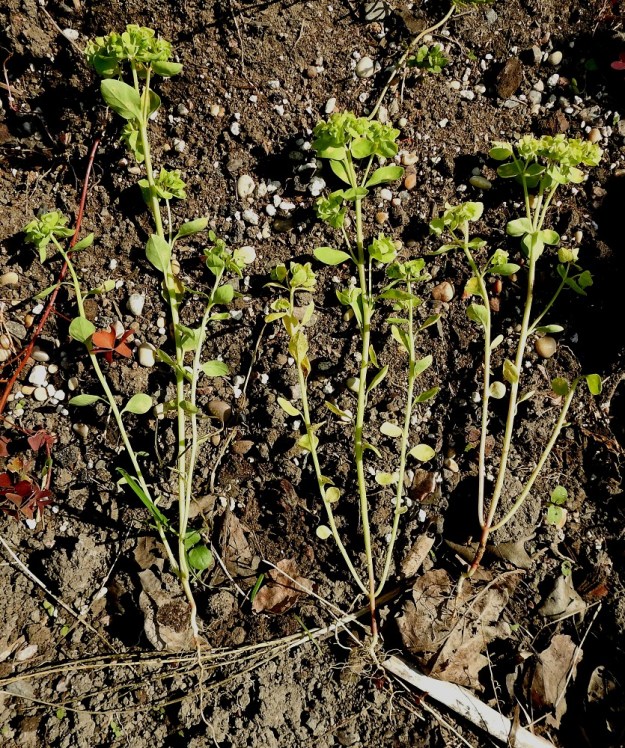 Euphorbia peplus - kolmisädetyräkki on usein jo alaosastaan haarova. Haaroja on yleisimmin kaksi, mutta toisinaan niitä voi olla enemmänkin. Lisäksi ylempänä varrella on tavallisesti yhdestä kolmeen lehtihankaista haaraa. 21.7.2022. Copyright Hannu Kämäräinen.