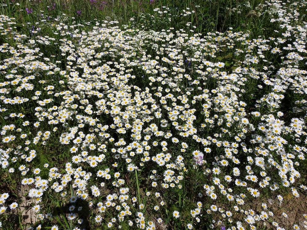 Leucanthemum vulgare - ahopäivänkakkaran juurakko on levittäytyvä ja lyhytrönsyinen. Hyville kasvupaikoille voi aikaa myöten kehittyä laajoja ja tiheitä kasvustoja. EH, Pälkäne, Arajärvi, Arajärventien laitarinne Rekolantien risteyksen eteläpuolella, 1.7.2021. Copyright Hannu Kämäräinen.