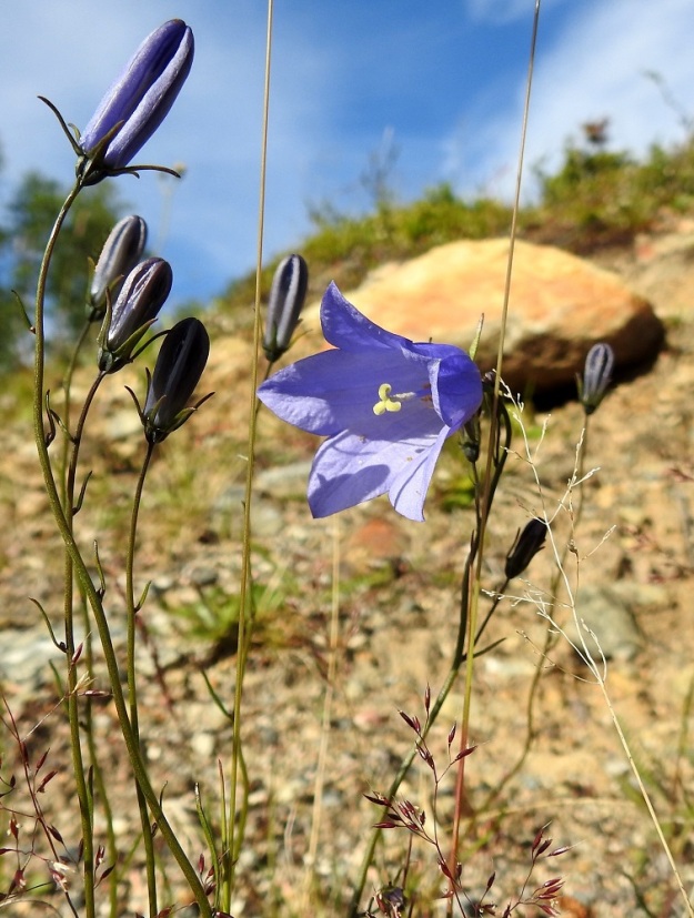 Campanula rotundifolia subsp. groenlandica - tunturikissankellon kukintona on varren kärjessä oleva yksittäinen kukka tai yleensä enintään kahden tai kolmen kukan latvaterttu. EnL, Enontekiö, Kilpisjärvi, Saanan lounaispuolinen alarinne lähellä retkeilykeskusta, 495 m mpy, 10.7.2018. Copyright Hannu Kämäräinen.