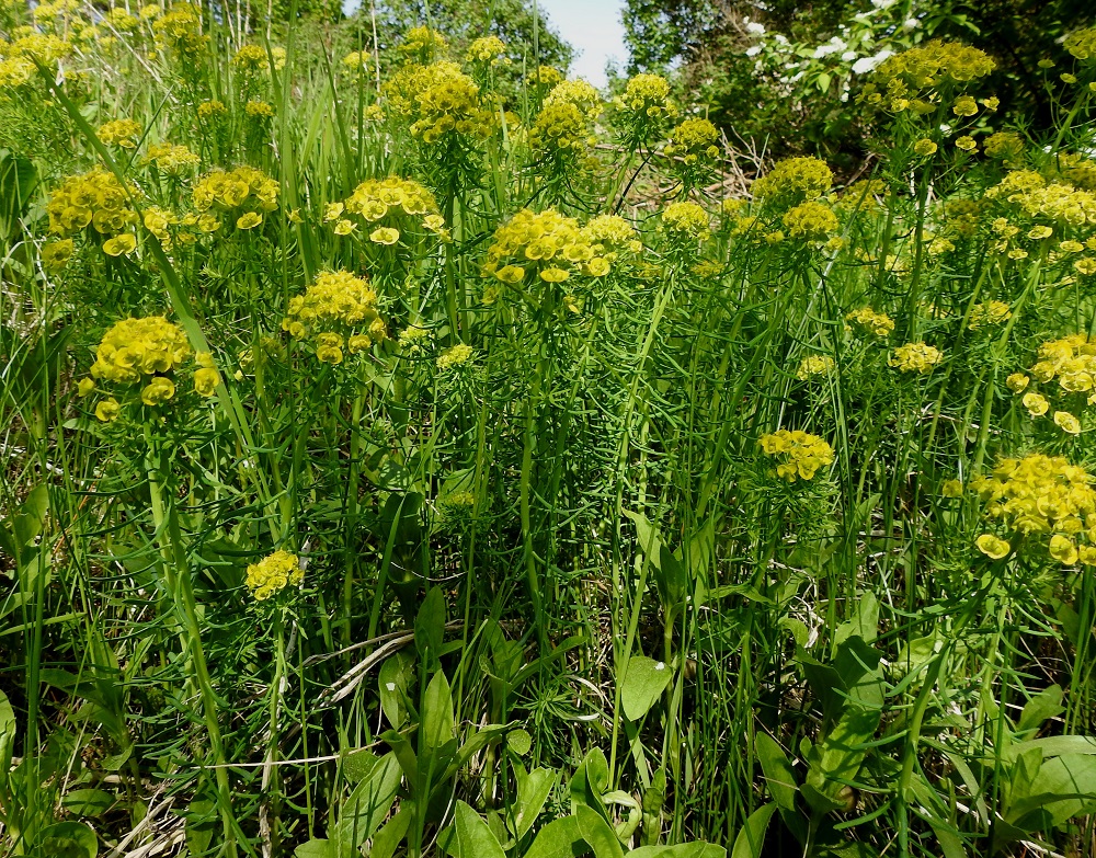 Euphorbia cyparissias - tarhatyräkki on monivuotinen, maitiaisnesteinen ja myrkyllinen ruoho, joka on pysty ja tavallisesti noin 15-40 cm korkea. Juurakko on maarönsyllinen ja kasvattaa aikaa myöten usein tiheitä kloonikasvustoja. U, Helsinki, Kaarela, Håkansberg, aikoinaan linnoitettu kalliomäki, Runonlaulajantieltä nouseva kalliorinne, 19.5.2019. Copyright Hannu Kämäräinen.