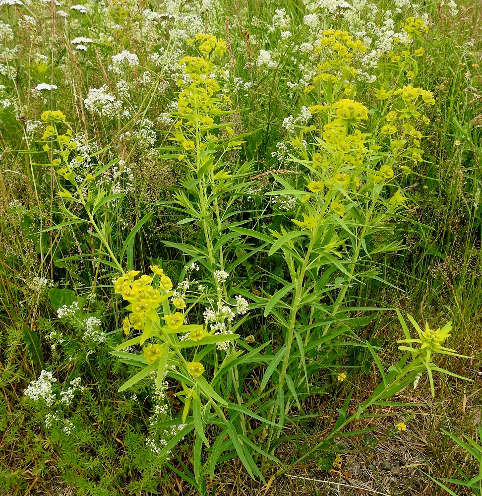 Euphorbia esula - kenttätyräkki on monivuotinen, maitiaisnesteinen ja myrkyllinen ruoho, joka on tanakka, pysty ja tavallisesti noin 30-90 cm korkea. Varsi on alaosastaan haaraton sekä ylempää ohuthaarainen. Alemmat haarat ovat kukattomia ja ylemmät kukintoon päättyviä. Lehdet ovat varrella ja haaroissa kierteisesti. Kuvassa on Suomessa vallitseva alalaji, idänkenttätyräkki, subsp. saratoi, jonka lehdet ovat kapeat ja enimmäkseen suippokärkiset. EH, Hämeenlinnan, Ahvenisto Ahvenistontien varren viljelemätön peltoalue keskussairaalan kohdalla, 29.6.2020. Copyright Hannu Kämäräinen.