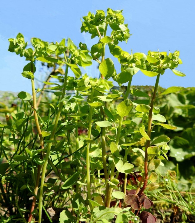 Euphorbia peplus - kolmisädetyräkki on maitiaisnesteinen, myrkyllinen ja kalju ruoho, joka on pysty ja tavallisesti noin 10-25 cm korkea. Kukinnot ovat varsien ja haarojen kärjessä osakukintojen muodostamina kerrannaissarjoina. 21.7.2022. Copyright Hannu Kämäräinen.