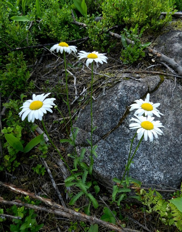 Leucanthemum vulgare - ahopäivänkakkaran voi toisinaan tavata hieman yllättävästi myös valoisasta metsämaastosta vaikka (kangas)mustikan, Vaccinium myrtillus, seuralaisena. Tällöin on yleensä kyse metsänlaiteesta tai ainakin laitametsästä. EH, Hämeenlinna, Pullerinmäki, Viisari, Kahtoilammen itäpuoli, Tiiriönmäki, 2.7.2011. Copyright Hannu Kämäräinen.