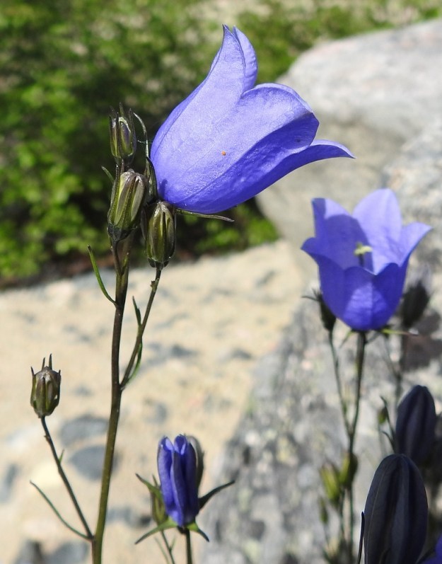 Campanula rotundifolia subsp. groenlandica - tunturikissankellon pääsäännöstä poiketen rehevien yksilöiden varsissa voi toisinaan olla neljän tai viidenkin kukan latvaterttu. Kukat ovat tukilehtien hangoissa. Tukilehdet ovat lähes tai aivan tasasoukat ja yleensä noin 5-30 mm pitkät sekä leveimmältä kohtaa noin 0,2-1 mm leveät. Kukkaperä on hento ja useimmiten noin 10-50 mm pitkä. EnL, Enontekiö, Luspa, Järämävuopio, Järämän sodanaikaisten, saksalaisten asemien lähialue, 355 m mpy, 11.7.2018. Copyright Hannu Kämäräinen.