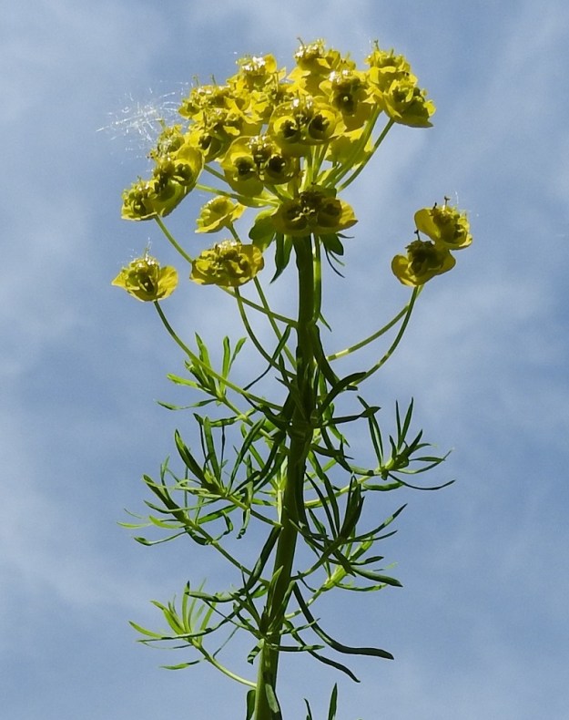 Euphorbia cyparissias - tarhatyräkin kukinto on varsipäätteinen, haarainen sekä useiden kukkamaisten osakukintojen muodostama kerrannaissarja. Lisäksi varren yläosan lehtihangoissa on yleensä useita yksittäisiä, pitkäperäisiä osakukintoja. Varsipäätteinen sarja on tavallisesti 9-18-haarainen. U, Helsinki, Kaarela, Håkansberg, aikoinaan linnoitettu kalliomäki, Runonlaulajantieltä nouseva kalliorinne, 19.5.2019. Copyright Hannu Kämäräinen.