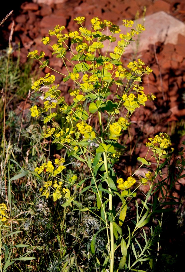 Euphorbia esula - kenttätyräkin kukinto on varsipäätteinen, haarainen sekä useiden kukkamaisten osakukintojen muodostama kerrannaissarja. KP, Raahe, keskusta, Rautaruukin raide, 20.7.2010. Copyright Hannu Kämäräinen.