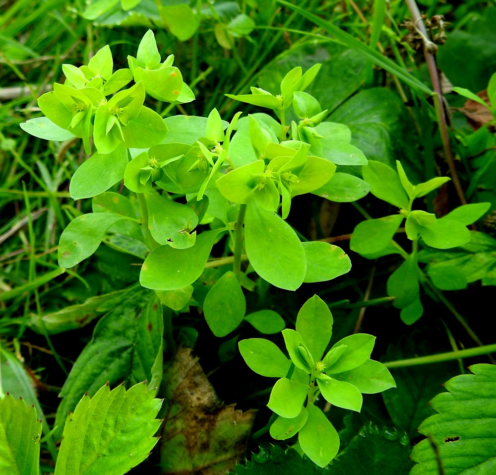 Euphorbia peplus - kolmisädetyräkin lehdet ovat varrella ja haaroissa kierteisesti. Ne ovat ruodilliset ja vastapuikeat, soikeahkot tai pyöreähköt sekä ehytlaitaiset ja vihreät tai tummanvihreät. Lehtilapa on tavallisesti noin 5-20 mm pitkä ja leveimmältä kohtaa noin 3-12 mm leveä. 21.7.2022. Copyright Hannu Kämäräinen.
