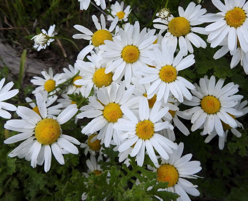 Tripleurospermum inodorum - peltosaunion kukintomykerö on kokonaisuudessaan tavallisesti noin 25-45 mm leveä. Siinä on kahdenlaisia kukkia. Uloimpina on laitakukkia, joissa on valkoinen, kielimäinen kärkiosa. Mykerön tiivis keskiosa muodostuu keltaisista kehräkukista. Kuvassa mykeröiden ympärillä näkyy tahmavillakon, Senecio viscosus, lehtiä. U, Järvenpää, Ristinummi, yritysalueen laidan maavalli, 15.7.2019. Copyright Hannu Kämäräinen.