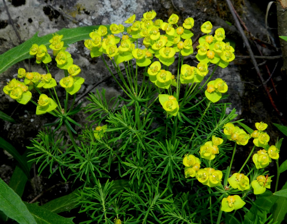 Euphorbia cyparissias - tarhatyräkin varsi on ylempää ohut- ja monihaarainen. Haarat ovat hyvin tiheälehtiset ja kukattomat. Haarojen lehdet ovat lähes neulasmaiset, yleensä noin 5-20 mm pitkät ja noin 0,3-1 mm leveät. Varsipäätteisen sarjan haarat ovat tukilehdelliset. Tukilehdet ovat yleensä lähes tasasoukat, suikeat tai kapeanpuikeat ja selvästi haarojaan lyhyemmät. Ne ovat yleensä noin 5-20 mm pitkät ja leveimmältä kohtaa noin 1-3 mm leveät. EH, Pälkäne, Vuolijoki, Vuolijoentien laitarinne Ilvesniementien risteyksen lähellä, 14.6.2012. Copyright Hannu Kämäräinen.