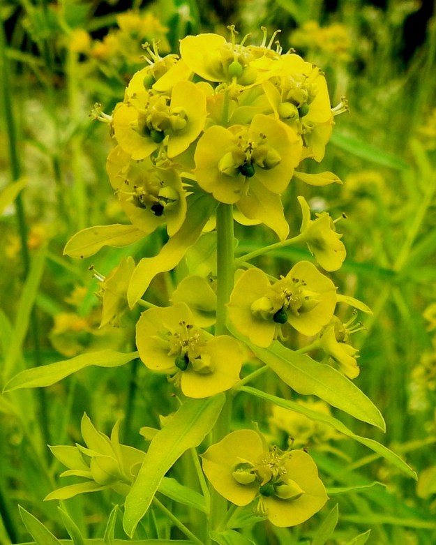 Euphorbia esula - kenttätyräkin latvasarja on kukinnan alkuvaiheessa lyhythaarainen ja tiiviin pallomainen. EH, Hämeenlinnan, Ahvenisto Ahvenistontien varren viljelemätön peltoalue keskussairaalan kohdalla, 29.6.2020. Copyright Hannu Kämäräinen.