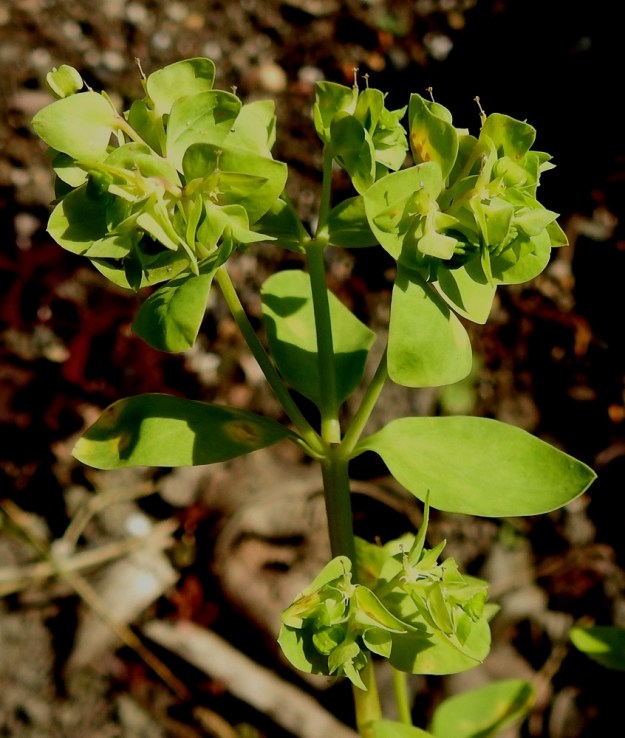 Euphorbia peplus - kolmisädetyräkin kerrannaissarja jakautuu ensin lähes aina kolmeen haaraan, mihin suomalainen nimikin viittaa. Pääsarjan tukilehdet ovat varsilehtien kaltaiset ja kokoiset, mutta niiden ruoti on vain noin 1-3 mm pitkä. 21.7.2022. Copyright Hannu Kämäräinen.