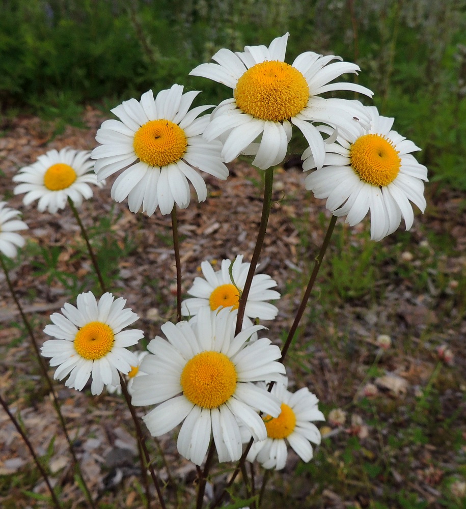 Leucanthemum vulgare - päivänkakkaran mykerö on kukkamainen, mutta todellisuudessa se on tiheä kukinto, jossa on kahdenlaisia kukkia. Laitakukissa on kielimäinen, valkoinen kärkiosa. Keltainen keskusta koostuu torvimaisista kehräkukista. Kukinnan edetessä laidoilta keskustaa kohti se paisuu kuperaksi. ES, Kouvola, Kurvi, Kuusaanlammen eteläpään kaakkoispuolinen laajahko varastokenttäalue Savonsuontien päässä, 28.7.2015. Copyright Hannu Kämäräinen.