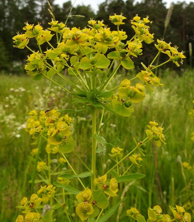 Euphorbia esula - kenttätyräkin varsipäätteisen kerrannaissarjan haarojen pituus kasvaa merkittävästi kukinnan edistyessä. Nimialalajilla, lännenkenttätyräkillä, subsp, esula, haaroja on yleensä 8-17 ja idänkenttätyräkille 5-9. Kuvan latvasarjassa haaroja on 13. Haarojen lukumäärä ei ole kuitenkaan ehdoton erottava tekijä alalajien välillä. Kuvassa oleva yksilö on lehtituntomerkkiensä perusteella enemmän idänkenttätyräkki, joten kyseessä voi olla myös alalajien välimuoto. EH, Hämeenlinnan, Ahvenisto Ahvenistontien varren viljelemätön peltoalue keskussairaalan kohdalla, 29.6.2020. Copyright Hannu Kämäräinen.