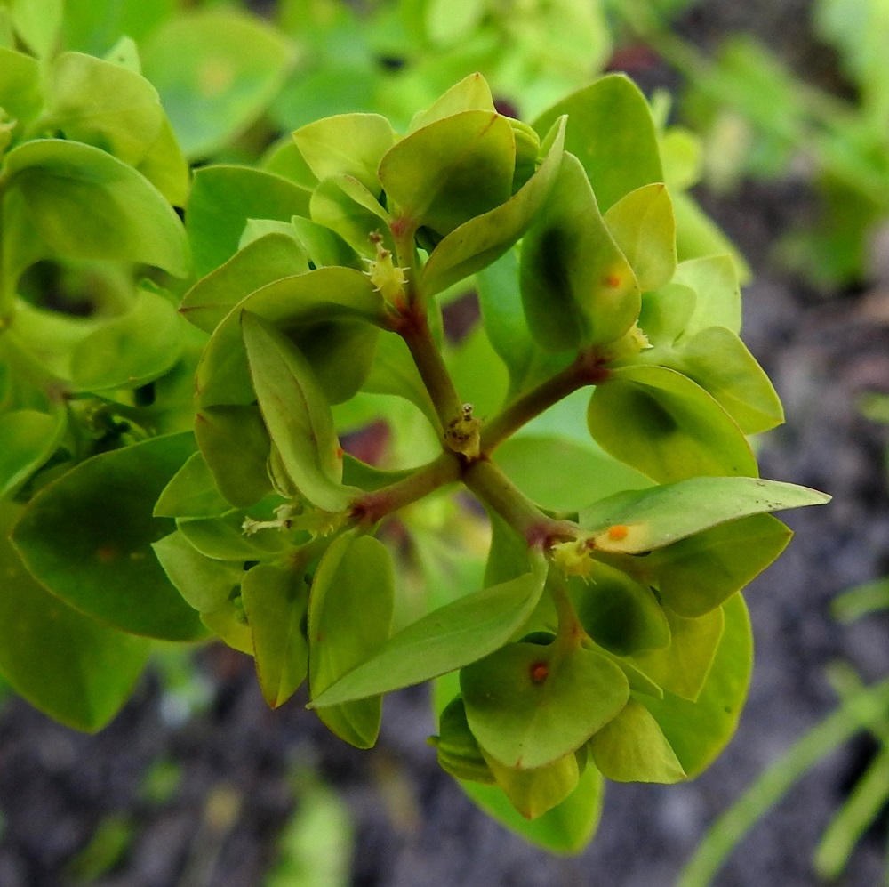 Euphorbia peplus - kolmisädetyräkki ei aina tiedä, että sen kukinnon päähaaroja saisi olla vain kolme. Niinpä isommasta kasvustosta voi löytää myös yksilön, joka on kääntynyt perimän valtavirtaa vastaan ja kasvattanutkin kolmen sijaa neljä päähaaraa. 21.7.2022. Copyright Hannu Kämäräinen.
